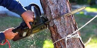 Trusted Denton, TX  Tree Services Experts