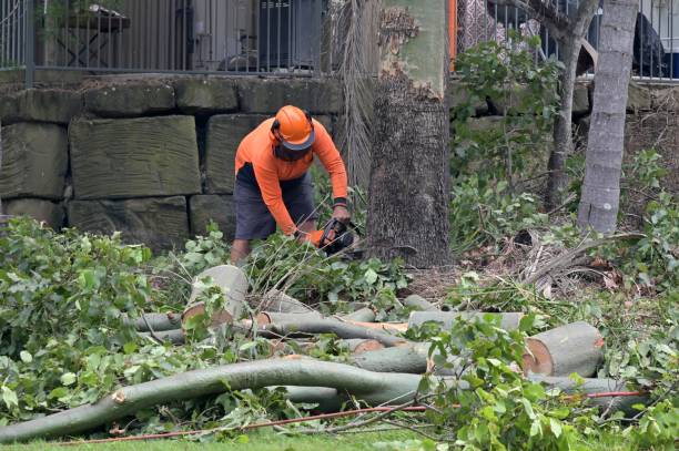 Best Tree Removal  in Denton, TX