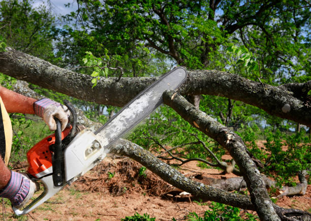 Landscape Design and Installation in Denton, TX